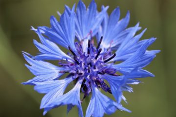 cornflower, blue blossom, petals-6373777.jpg